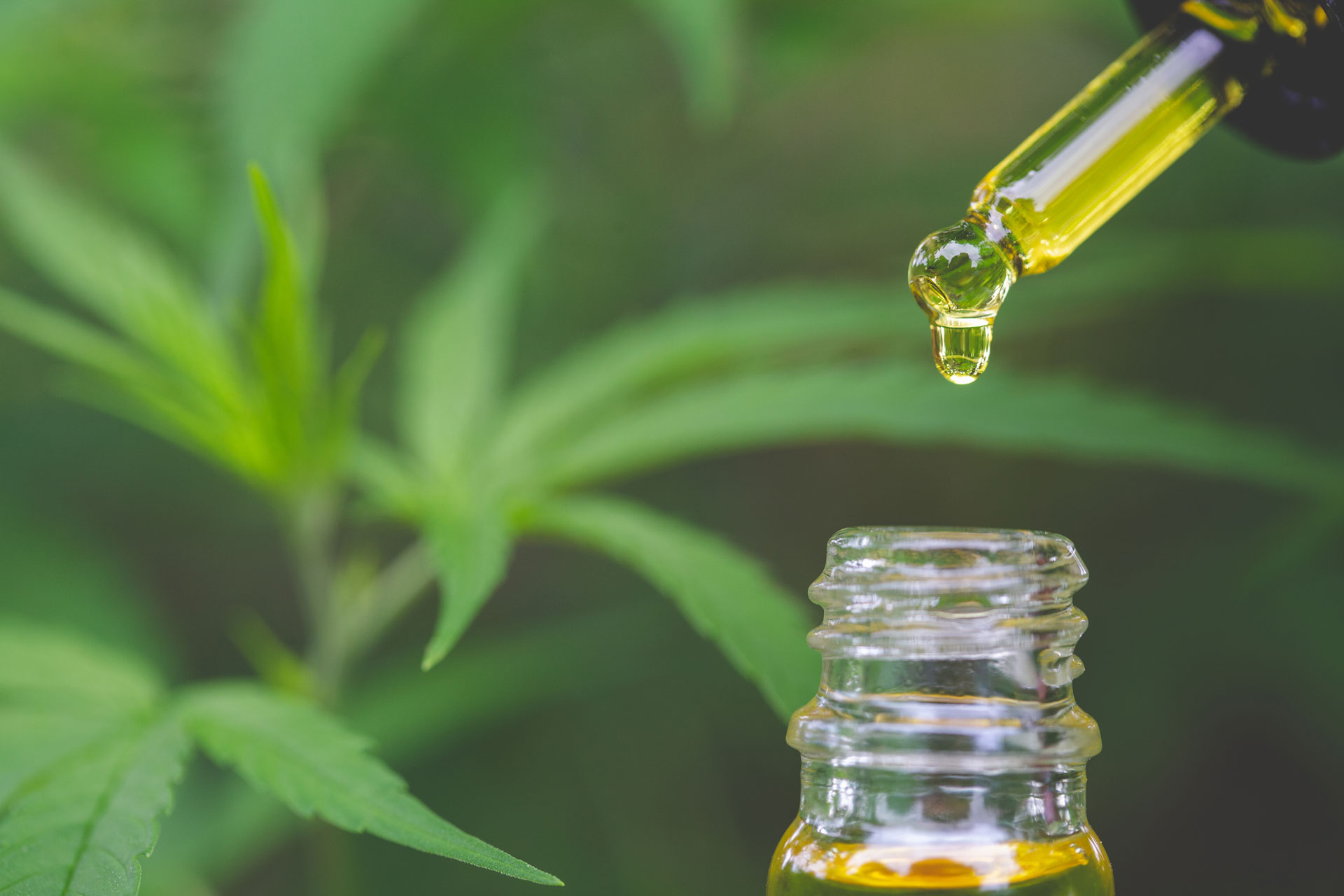 CBD Gold Bee